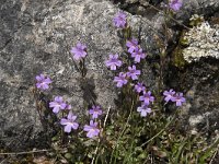 Erinus alpinus 26, Saxifraga-Willem van Kruijsbergen