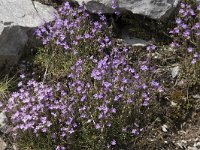 Erinus alpinus 28, Saxifraga-Willem van Kruijsbergen