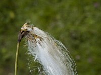 Eriophorum angustifolium, Common Cottongrass
