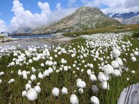 Eriophorum scheuchzeri 34, Saxifraga-Harry Jans