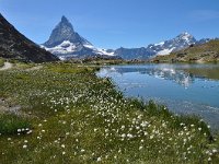 Eriophorum scheuchzeri 38, Saxifraga-Harry Jans