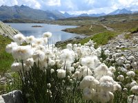 Eriophorum scheuchzeri 39, Saxifraga-Harry Jans