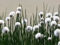 Eriophorum scheuchzeri 41, Scheuchers wollegras, Saxifraga-Tom Heijnen