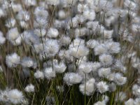 Eriophorum vaginatum 51, Eenarig wollegras, Saxifraga-Mark Zekhuis