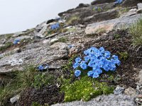 Eritrichium nanum 24, Saxifraga-Luuk Vermeer