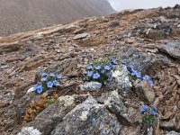 Eritrichium nanum 25, Saxifraga-Luuk Vermeer