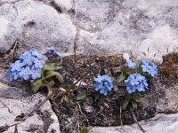 Eritrichium nanum 30, Saxifraga-Luuk Vermeer