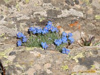 Eritrichium nanum 31, Saxifraga-Luuk Vermeer