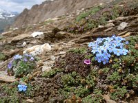 Eritrichium nanum 34, Saxifraga-Luuk Vermeer