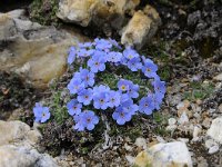 Eritrichium nanum 42, Saxifraga-Luuk Vermeer