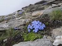 Eritrichium nanum 44, Saxifraga-Luuk Vermeer