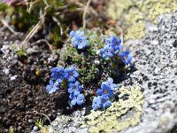 Eritrichium nanum 53, Saxifraga-Luuk Vermeer