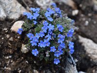 Eritrichium nanum 54, Saxifraga-Luuk Vermeer