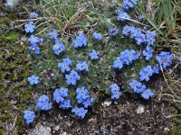 Eritrichium nanum 57, Saxifraga-Luuk Vermeer