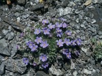 Eritrichium nanum 59, Saxifraga-Jan van der Straaten