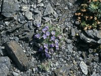 Eritrichium nanum 60, Saxifraga-Jan van der Straaten