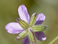 Erodium chium 16, Saxifraga-Sonja Bouwman  Mediterranean stork's bill - Erodium chium - Geraniaceae familie