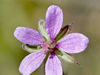 Erodium chium 17, Saxifraga-Sonja Bouwman  Mediterranean stork's bill - Erodium chium - Geraniaceae familie; Almeria, Parque Natural Cabo de Gata-Nijar (Es)