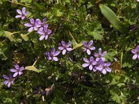 Erodium cicutarium 81, Reigersbek, Saxifraga-Jan van der Straaten