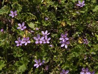 Erodium cicutarium 82, Reigersbek, Saxifraga-Jan van der Straaten