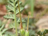 Erodium cicutarium ssp dunense 89, Duinreigersbek, Saxifraga-Sonja Bouwman