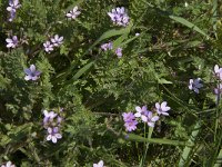 Erodium cicutarium  dunense 34, Duinreigersbek, Saxifraga-Jan van der Straaten