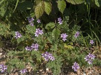 Erodium cicutarium  dunense 35, Duinreigersbek, Saxifraga-Jan van der Straaten