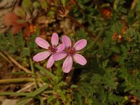 Erodium cicutarium 1, Reigersbek, Saxifraga-Jan van der Straaten