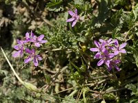 Erodium cicutarium 11, Reigersbek, Saxifraga-Jan van der Straaten