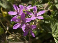 Erodium cicutarium 12, Reigersbek, Saxifraga-Jan van der Straaten