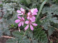 Erodium cicutarium 13, Reigersbek, Saxifraga-Jasenka Topic