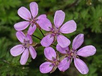 Erodium cicutarium 01 #47139 : Erodium cicutarium, Gewone reigersbek