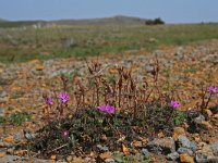 Erodium cicutarium 17, Reigersbek, Saxifraga-Jeroen Willemsen