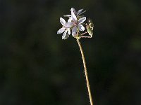 Erodium cicutarium 19, Reigersbek, Saxifraga-Jan van der Straaten