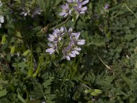 Erodium cicutarium 20, Reigersbek, Saxifraga-Willem van Kruijsbergen