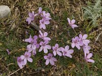 Erodium cicutarium 22, Reigersbek, Saxifraga-Willem van Kruijsbergen