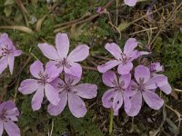 Erodium cicutarium 23, Reigersbek, Saxifraga-Willem van Kruijsbergen