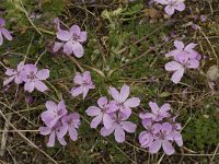 Erodium cicutarium 24, Reigersbek, Saxifraga-Willem van Kruijsbergen