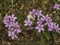 Erodium cicutarium 26, Reigersbek, Saxifraga-Jan van der Straaten