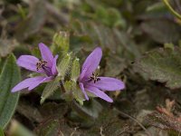 Erodium cicutarium 29, Reigersbek, Saxifraga-Willem van Kruijsbergen