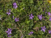 Erodium cicutarium 31, Reigersbek, Saxifraga-Jan van der Straaten