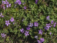 Erodium cicutarium 32, Reigersbek, Saxifraga-Jan van der Straaten