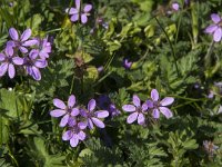 Erodium cicutarium 33, Reigersbek, Saxifraga-Jan van der Straaten