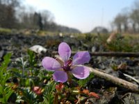 Erodium cicutarium 41, Reigersbek, Saxifraga-Rutger Barendse