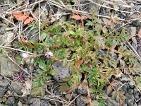 Erodium cicutarium 42, Reigersbek, Saxifraga-Rutger Barendse