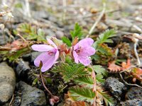 Erodium cicutarium 43, Reigersbek, Saxifraga-Rutger Barendse