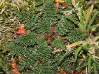 Erodium cicutarium 49, Reigersbek, Saxifraga-Rutger Barendse