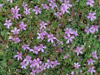 Erodium cicutarium 5, Reigersbek, Saxifraga-Jan van der Straaten