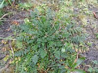 Erodium cicutarium 53, Reigersbek, Saxifraga-Rutger Barendse