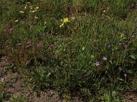 Erodium cicutarium 54, Reigersbek, Saxifraga-Hans Boll